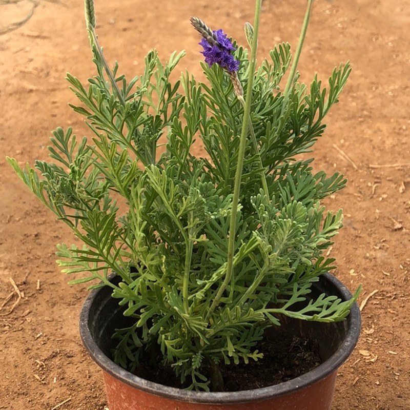 薰衣草花卉盆栽植物四季常青绿植开花清香耐寒阳台办公室盆栽