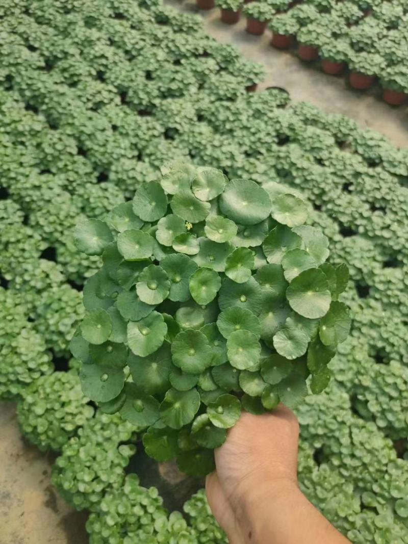 四季水培包成活铜钱草盆栽铜钱草水培植物花卉水养吸甲醛