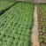四季水培包成活铜钱草盆栽铜钱草水培植物花卉水养吸甲醛