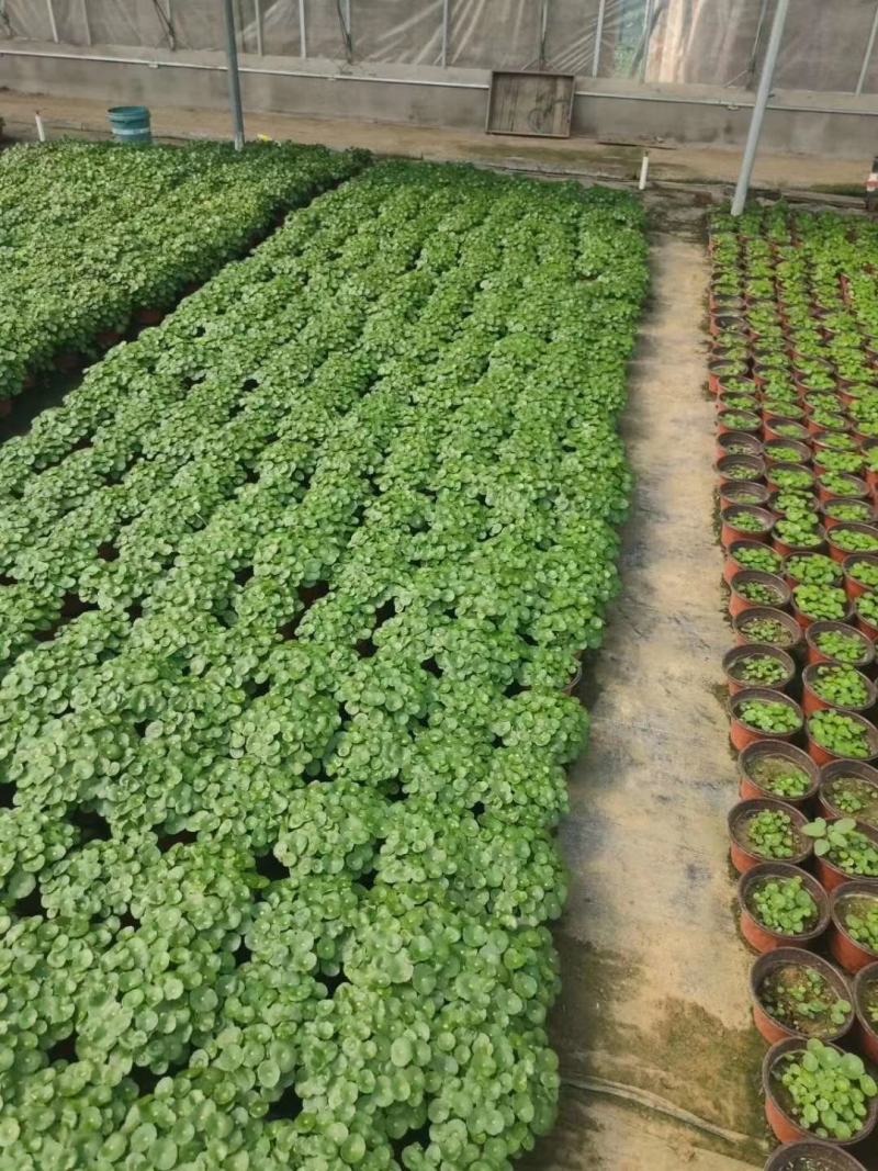 四季水培包成活铜钱草盆栽铜钱草水培植物花卉水养吸甲醛