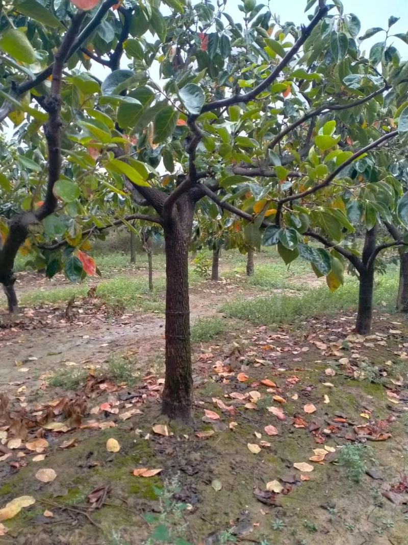 柿子树，大小都有，古树，甜柿，各种品种