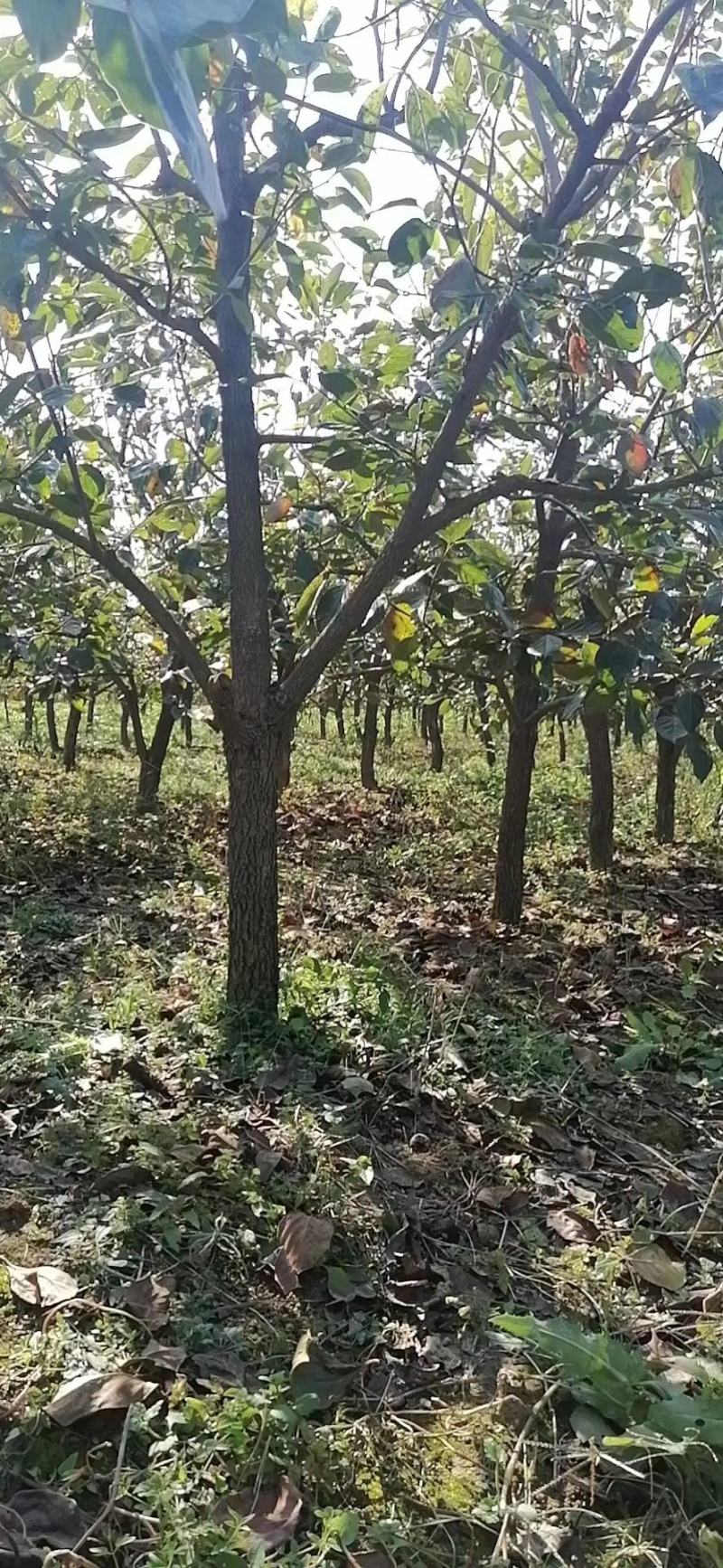 柿子树，大小都有，古树，甜柿，各种品种