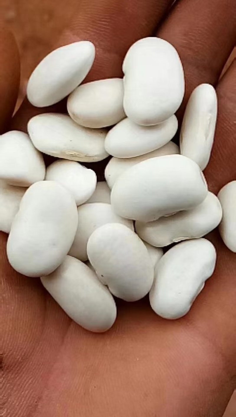 白云豆大量供应质量保证
