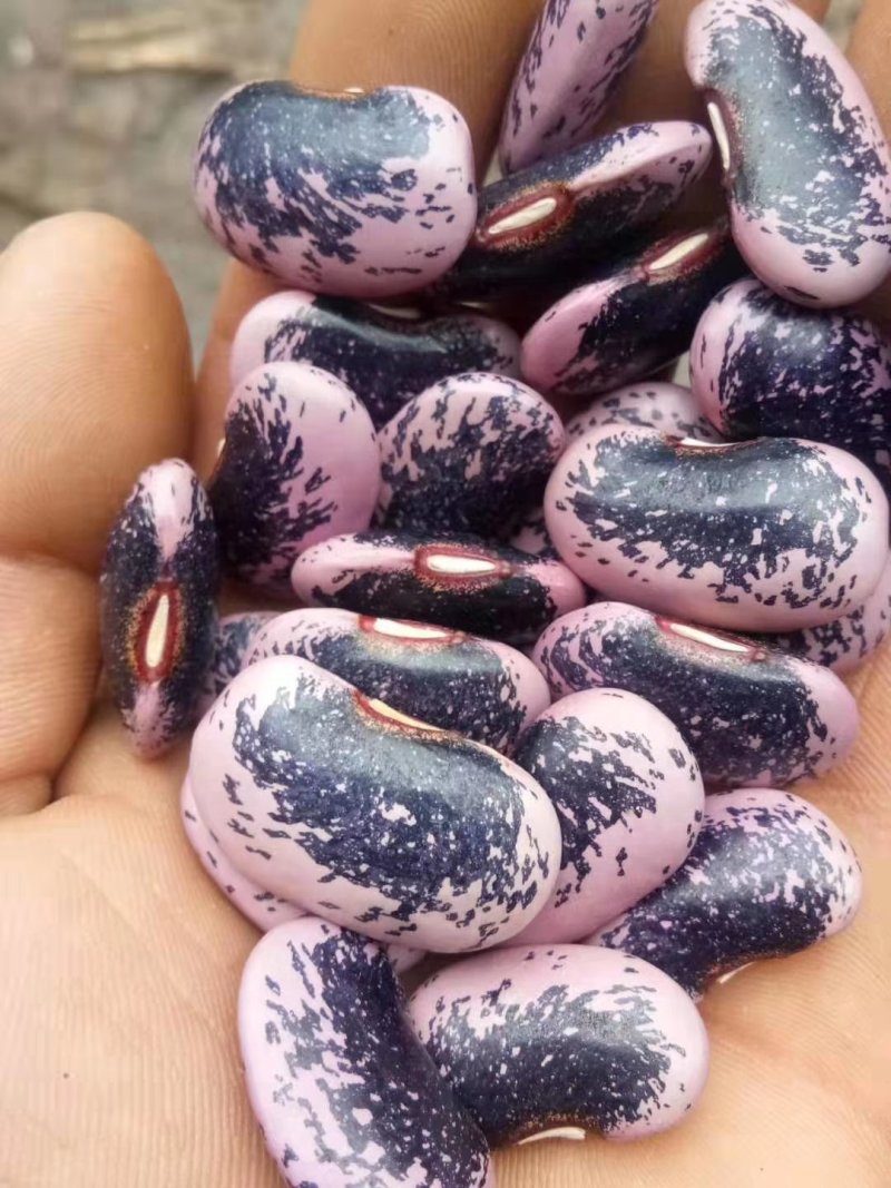 白云豆大量供应质量保证