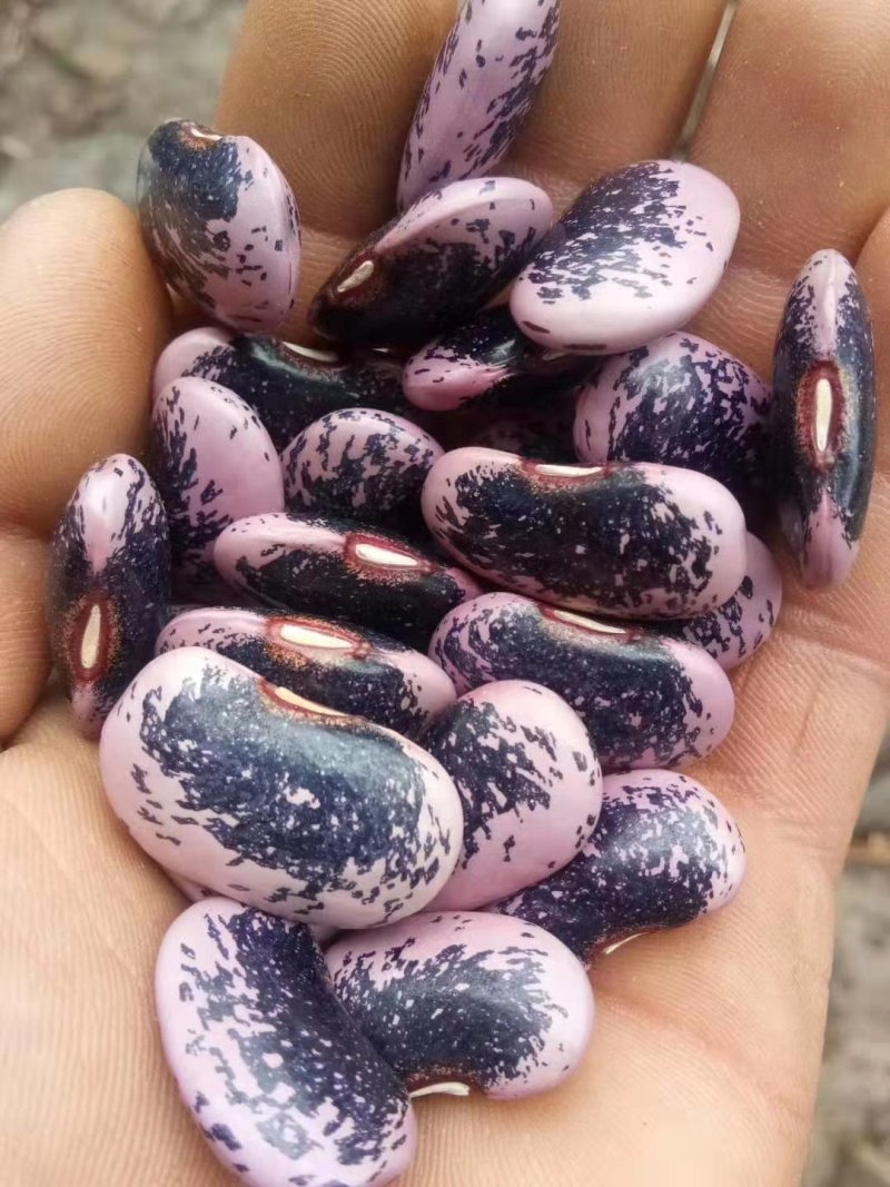 白云豆大量供应质量保证
