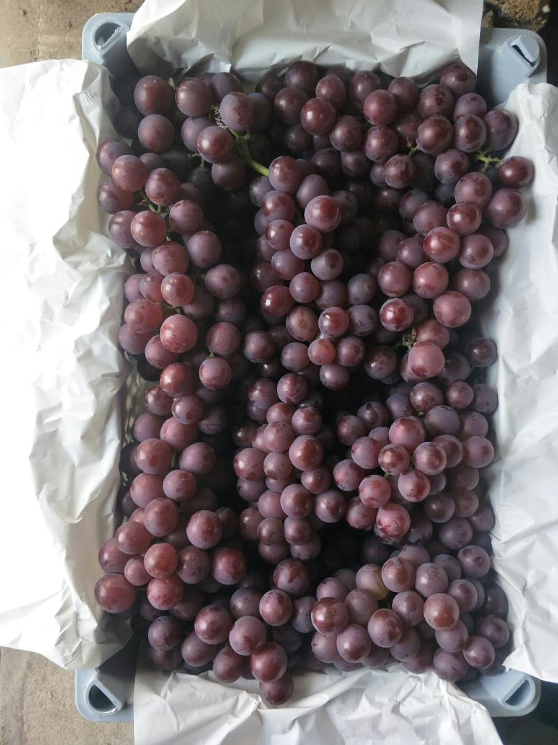 巨峰葡萄（套袋），精品市场果，电商果，有量。