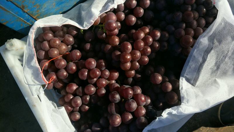 巨峰葡萄（套袋），精品市场果，电商果，有量。