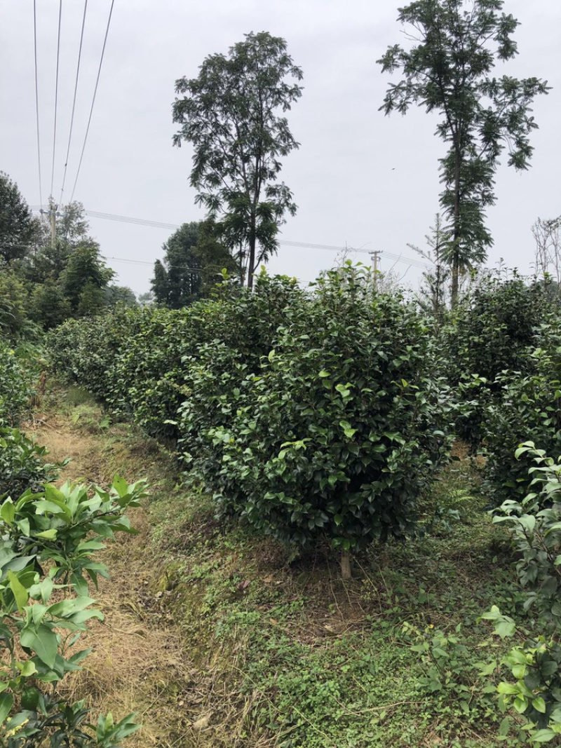 茶花（诚信经营以质量求生存）