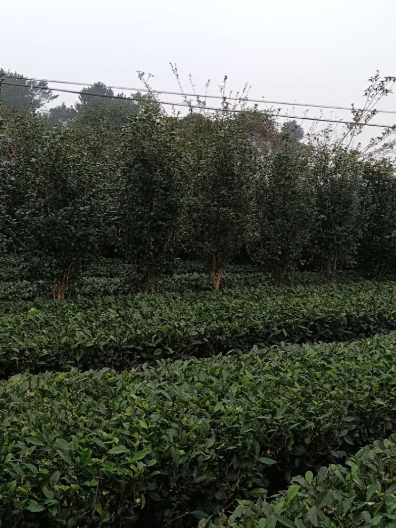 茶花（诚信经营以质量求生存）