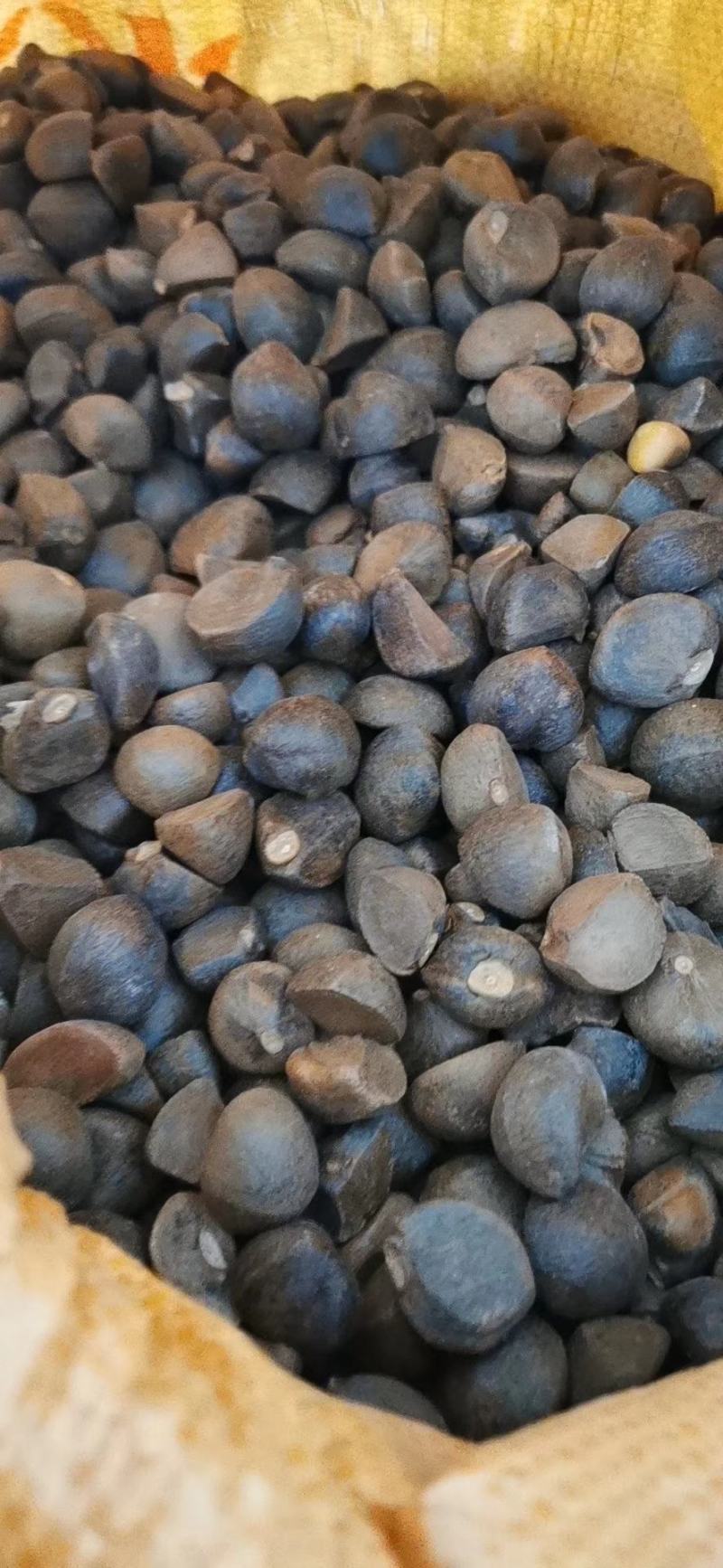 正宗大瑶山山茶油，假一赔百