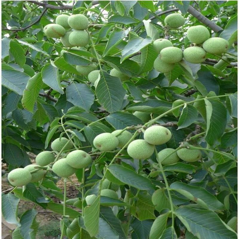 核桃苗品种基地，现挖现发，基地直发货量充足。