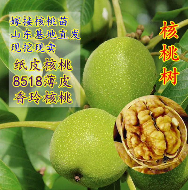 核桃苗品种基地，现挖现发，基地直发货量充足。