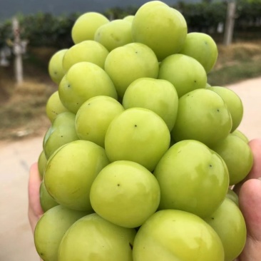 【精选】现挖阳光玫瑰葡萄苗阳光玫瑰葡萄苗根系发达耐储