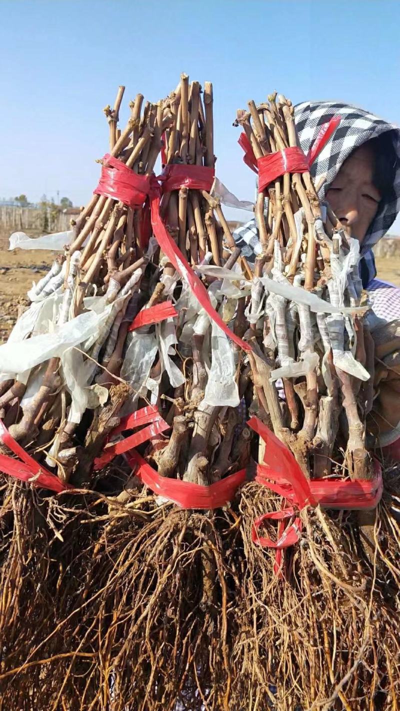 【精选】现挖阳光玫瑰葡萄苗阳光玫瑰葡萄苗根系发达耐储