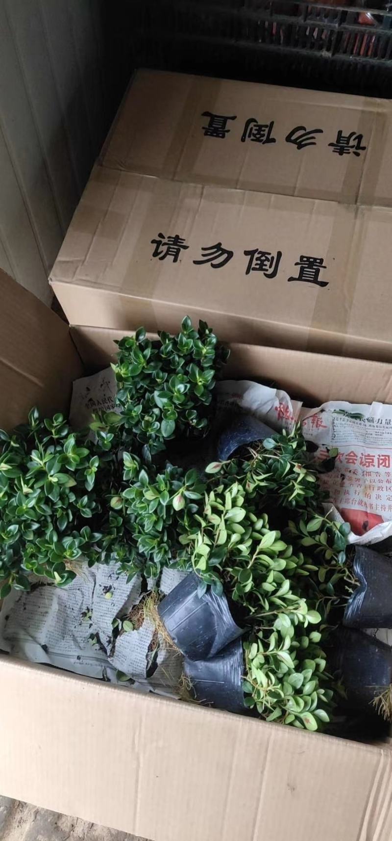 金鱼吊兰驱蚊植物吊兰盆栽四季常青吸甲醛二手烟