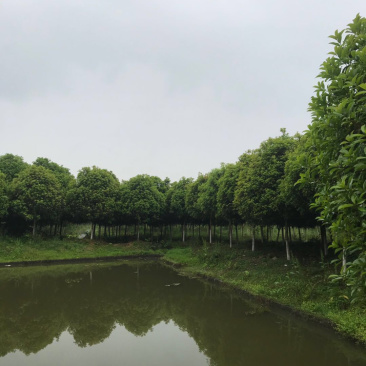 金桂（诚信经营以质量求生存）