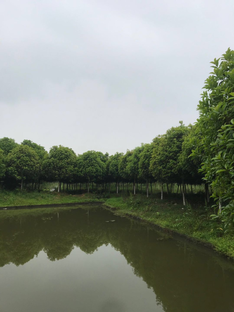 金桂（诚信经营以质量求生存）