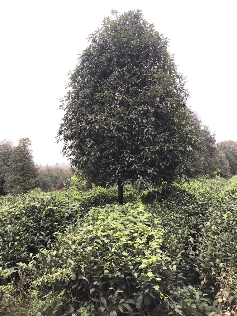 金桂（诚信经营以质量求生存）