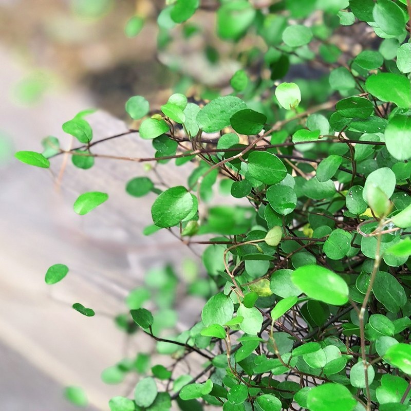 千叶吊兰盆栽四季常绿阳台窗台垂吊植物常春藤净化空气吸甲醛