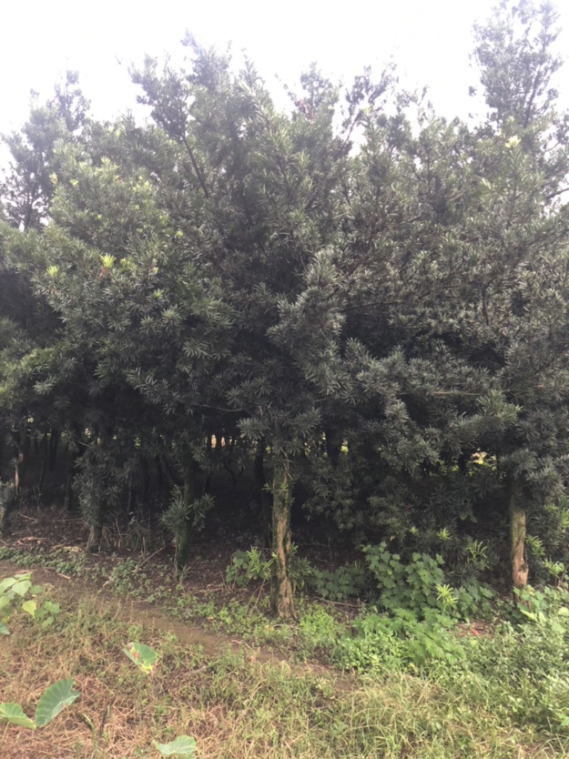 罗汉松（诚信经营以质量求生存）