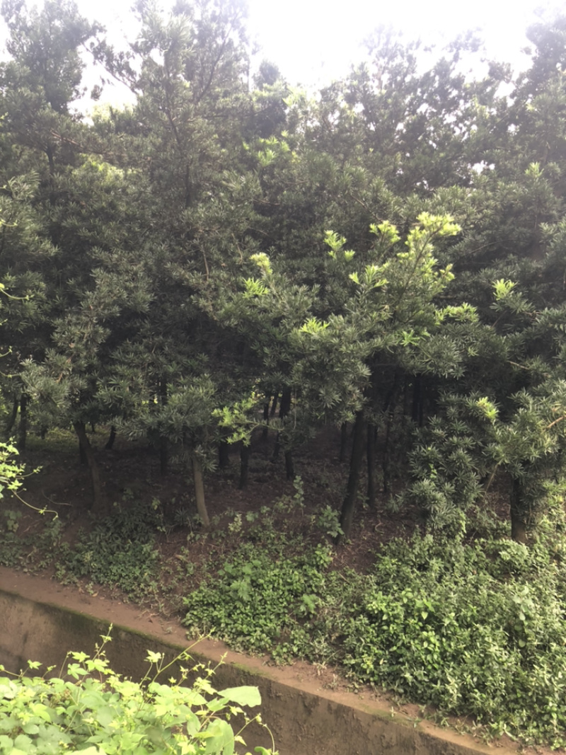 罗汉松（诚信经营以质量求生存）
