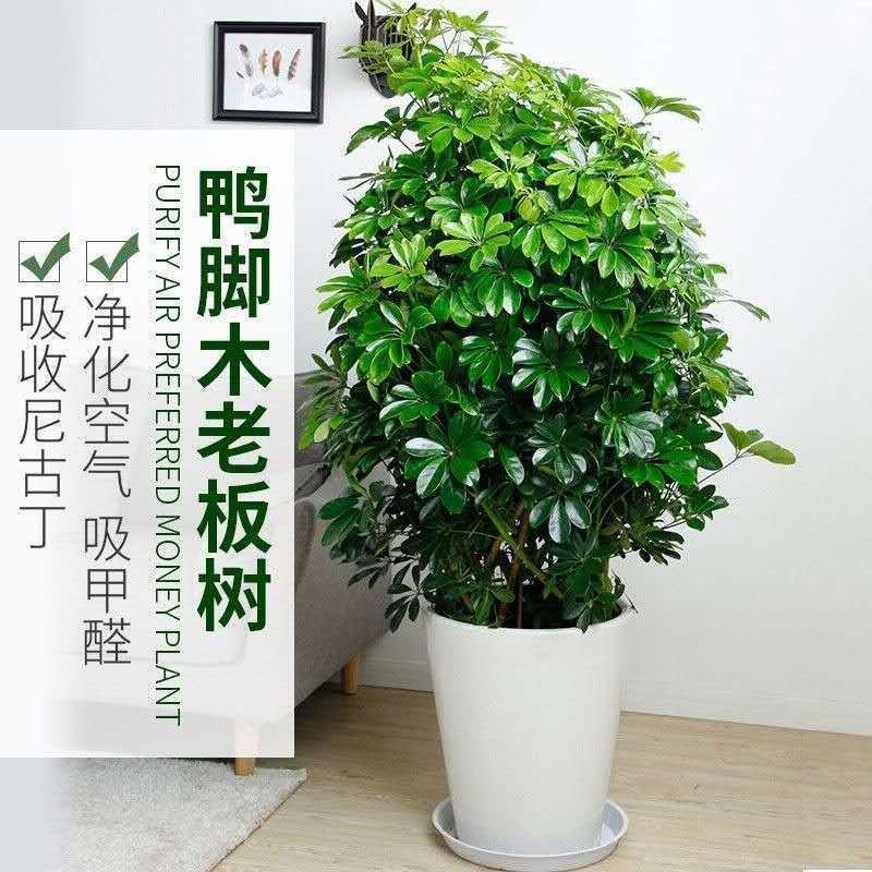鸭脚木盆栽植物办公室内花卉四季常青八方来财七叶莲招财树盆