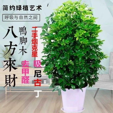 鸭脚木盆栽植物办公室内花卉四季常青八方来财七叶莲招财树盆