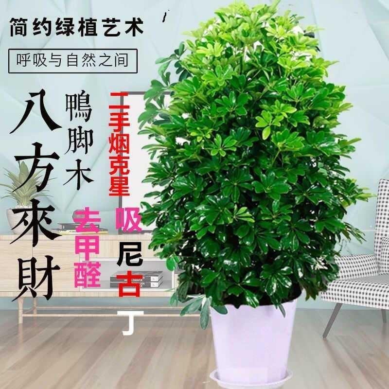 鸭脚木盆栽植物办公室内花卉四季常青八方来财七叶莲招财树盆