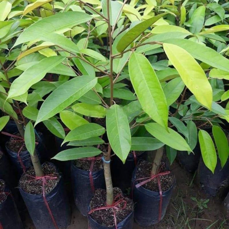 泰国金枕榴莲苗金枕头榴莲树苗猫山王榴莲苗两棵起拍