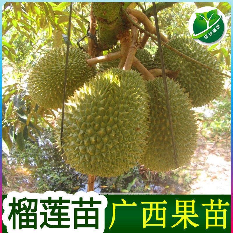 泰国金枕榴莲苗金枕头榴莲树苗猫山王榴莲苗两棵起拍