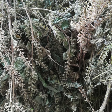 苏梗野生白苏有叶苏梗花期采晒干品中药材苏麻
