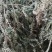 苏梗野生白苏有叶苏梗花期采晒干品中药材苏麻