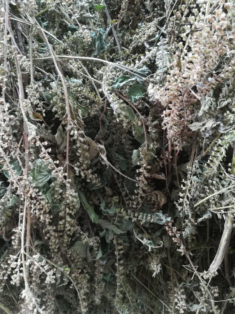 苏梗野生白苏有叶苏梗花期采晒干品中药材苏麻