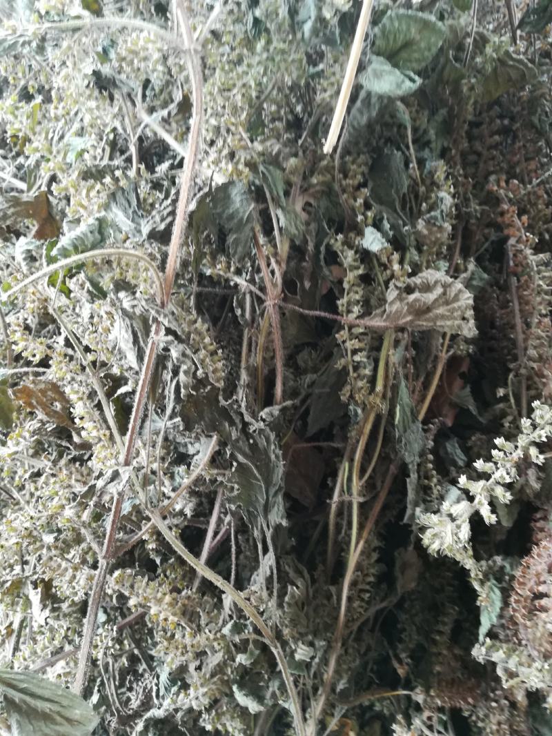 苏梗野生白苏有叶苏梗花期采晒干品中药材苏麻