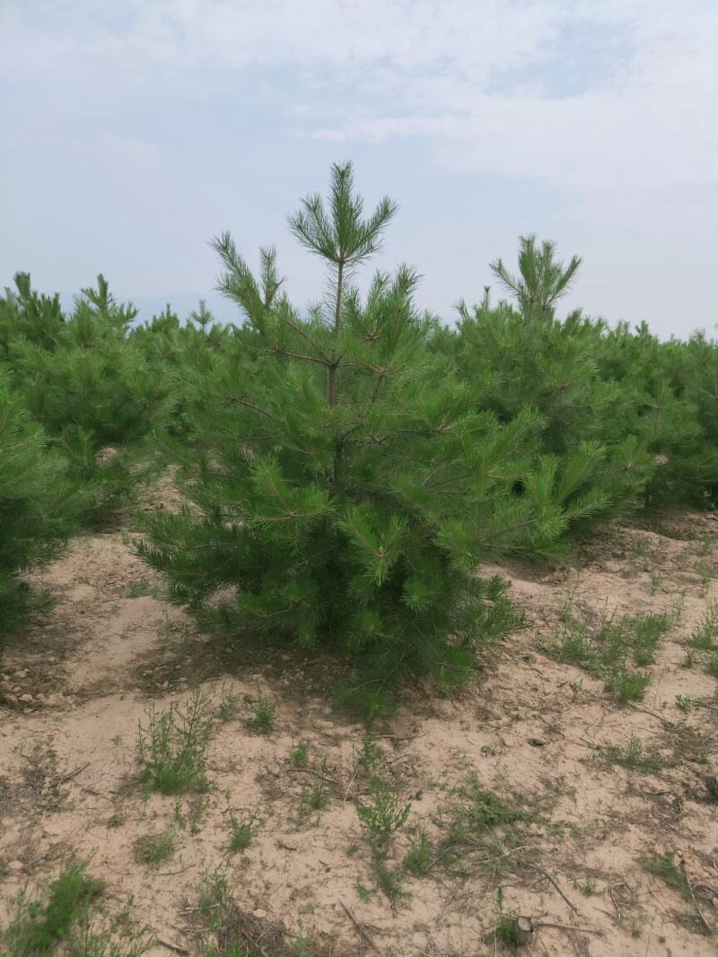 油松2～3～4～5～6米