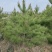 油松2～3～4～5～6米