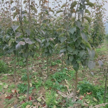 秋月梨树苗150~200cm1~4cm