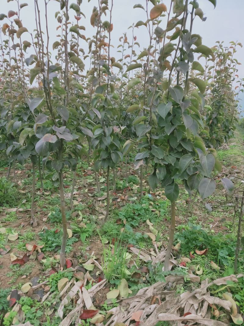 秋月梨树苗150~200cm1~4cm