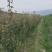 秋月梨树苗150~200cm1~4cm