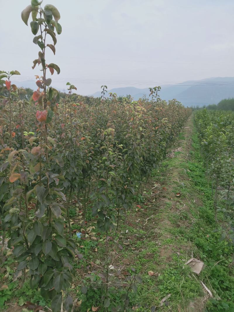 秋月梨树苗150~200cm1~4cm