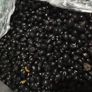 出售山豆根种子生干货