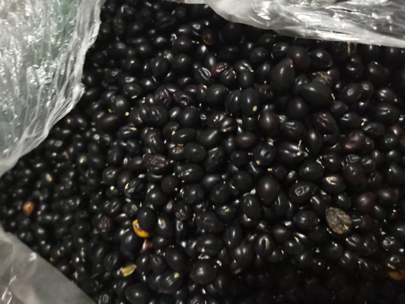 出售山豆根种子生干货