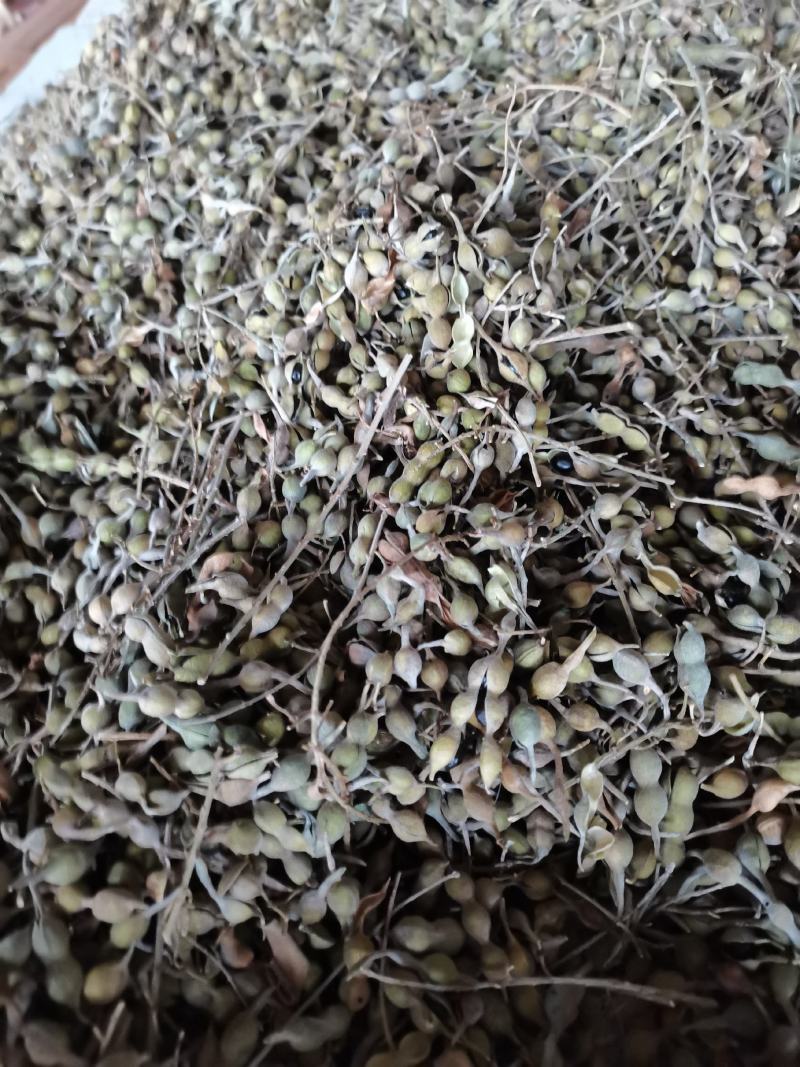出售山豆根种子生干货