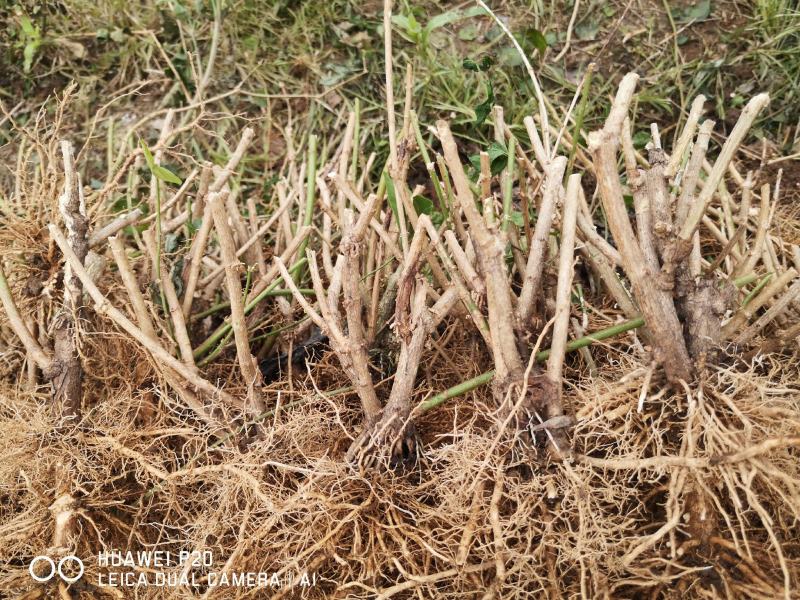包邮4年茉莉花苗春季半成品苗白色双瓣茉莉苗园林绿化苗