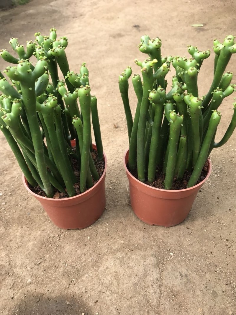 促销光棍树小盆栽绿珊瑚树彭瑚树多肉植物防辐射吸甲醛易养绿