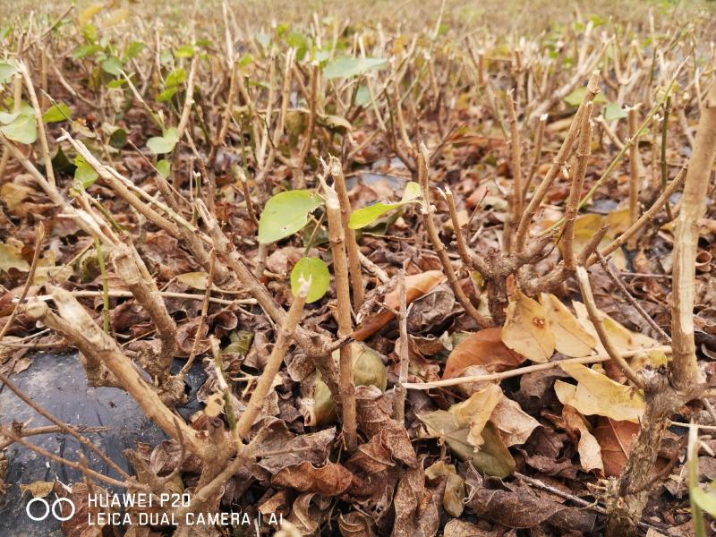 包邮4年茉莉花苗春季半成品苗白色双瓣茉莉苗园林绿化苗