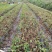 包邮4年茉莉花苗春季半成品苗白色双瓣茉莉苗园林绿化苗