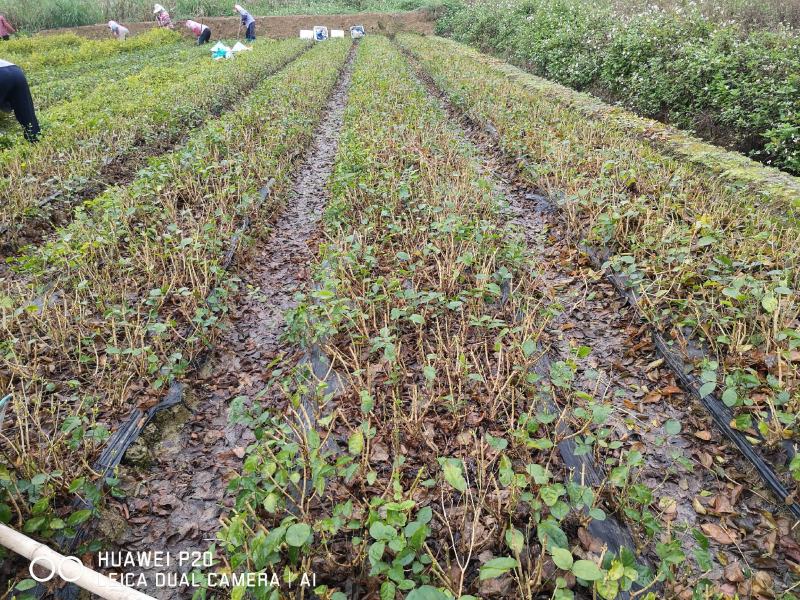 包邮4年茉莉花苗春季半成品苗白色双瓣茉莉苗园林绿化苗