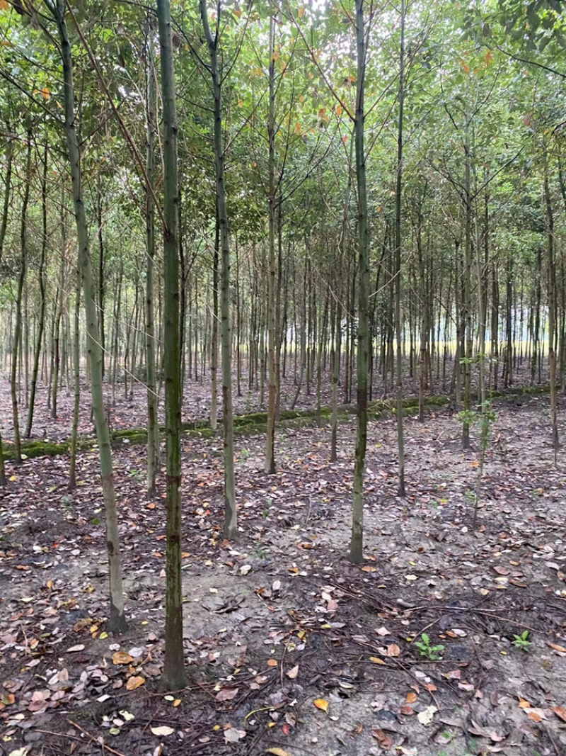 香樟3-5公分长期供应