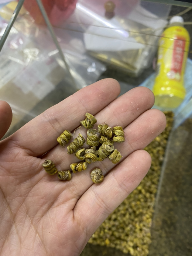 安徽霍山铁皮石斛精选化渣